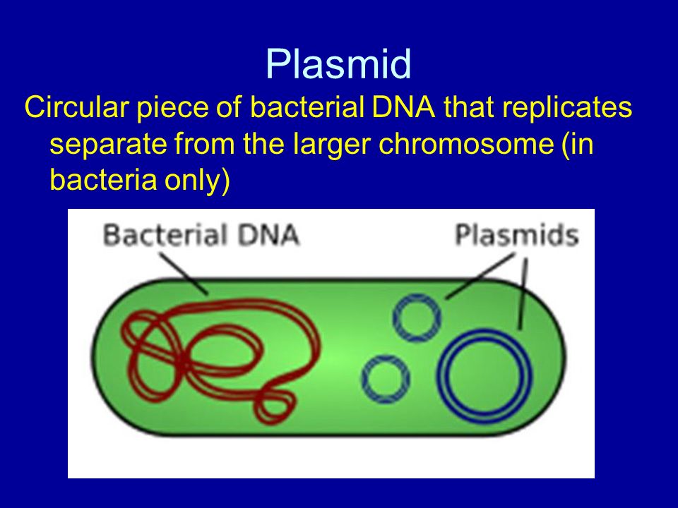 Plasmid Circular piece of bacterial DNA that replicates separate from the larger chromosome (in bacteria only)