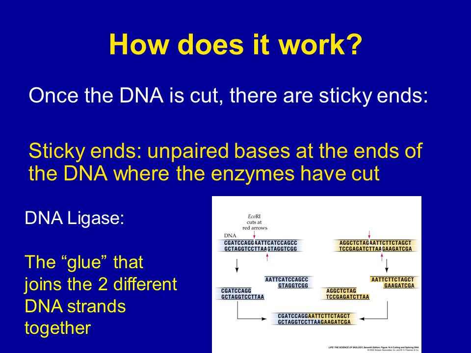 How does it work Once the DNA is cut, there are sticky ends: