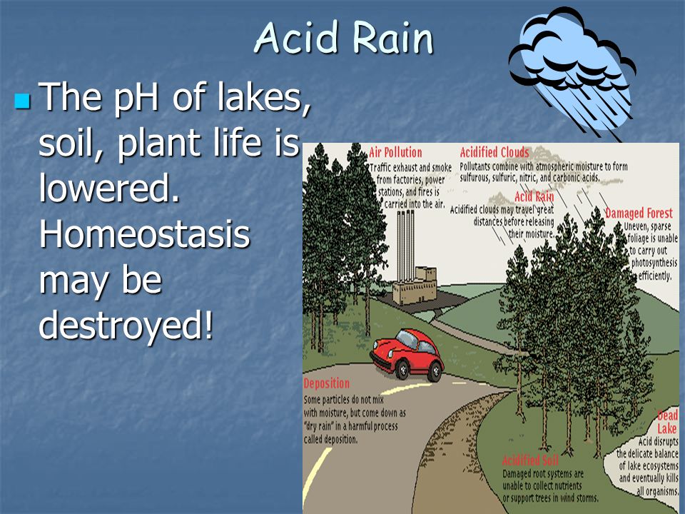 Acid Rain The pH of lakes, soil, plant life is lowered. Homeostasis may be destroyed!