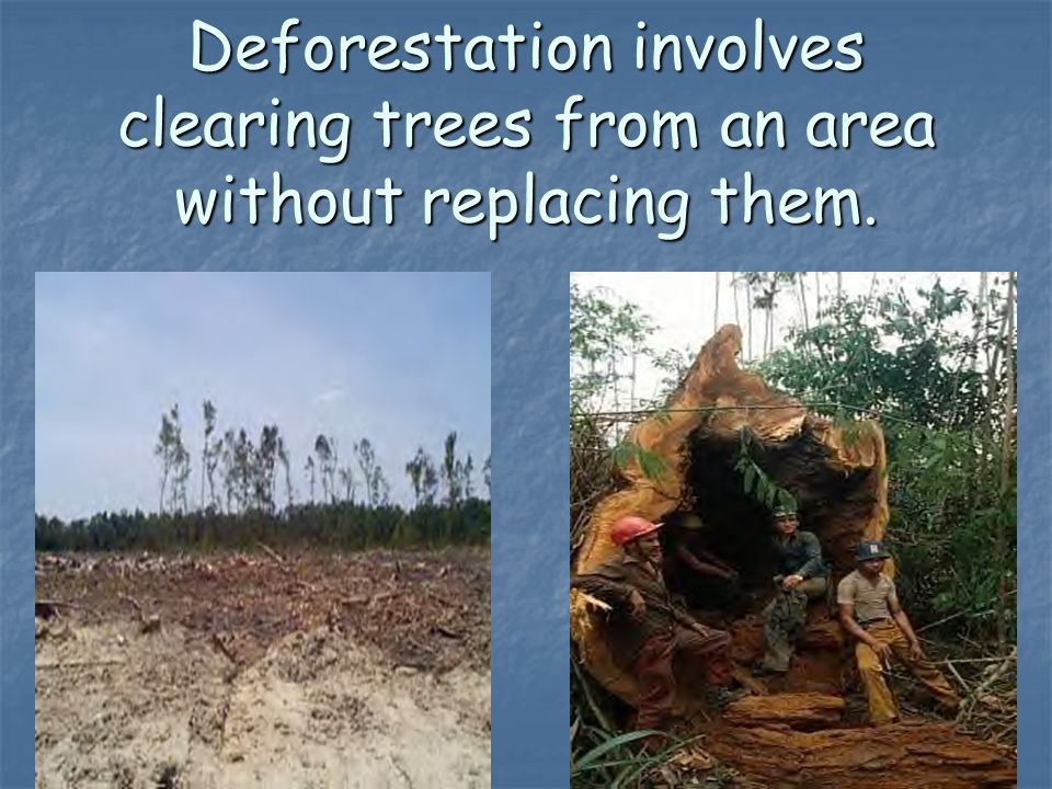 Deforestation involves clearing trees from an area without replacing them.