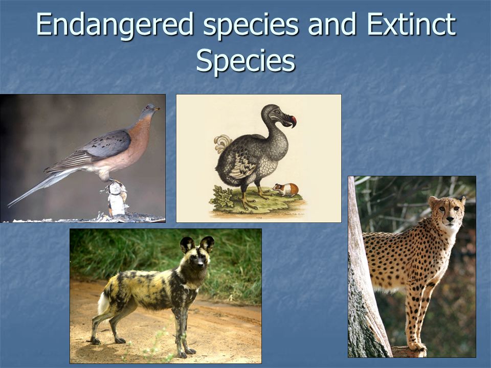 Endangered species and Extinct Species