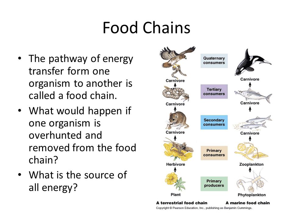 Food Chains The pathway of energy transfer form one organism to another is called a food chain.