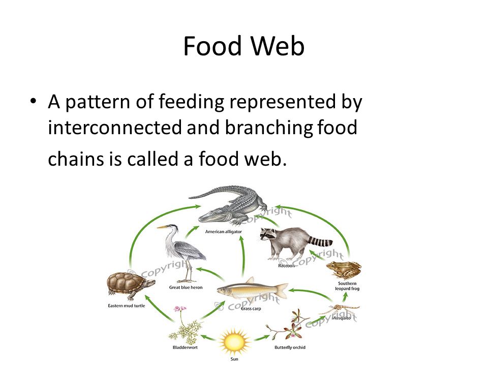Food Web A pattern of feeding represented by interconnected and branching food.