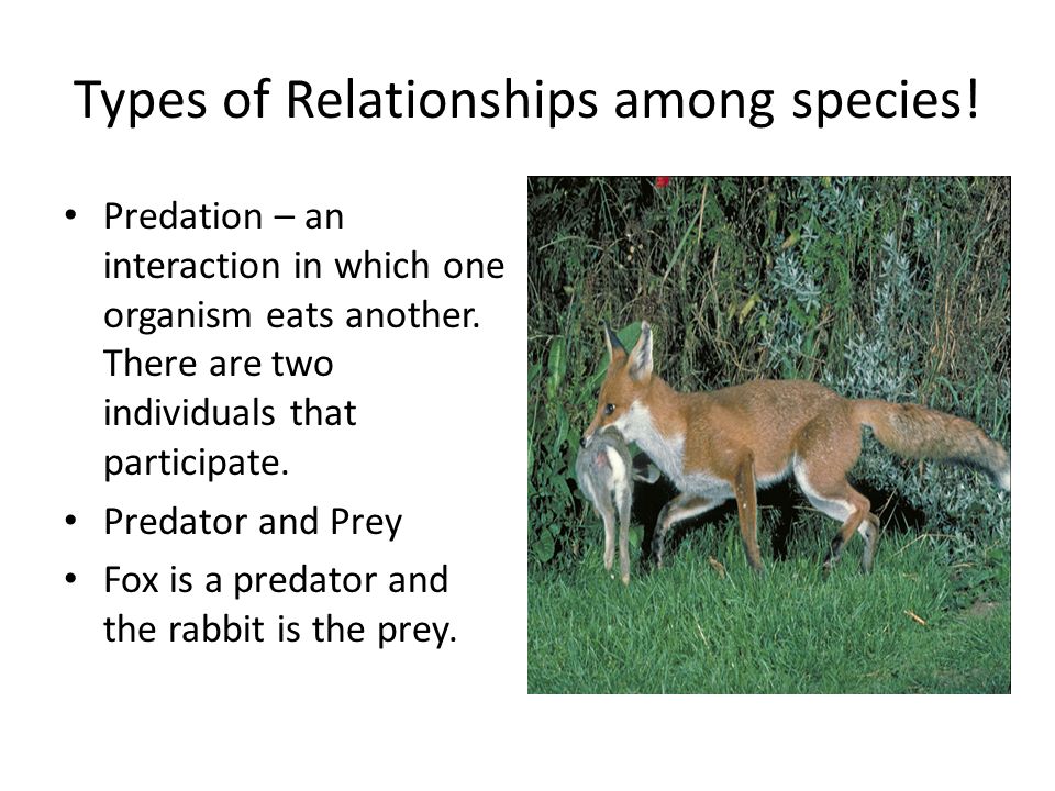 Types of Relationships among species!