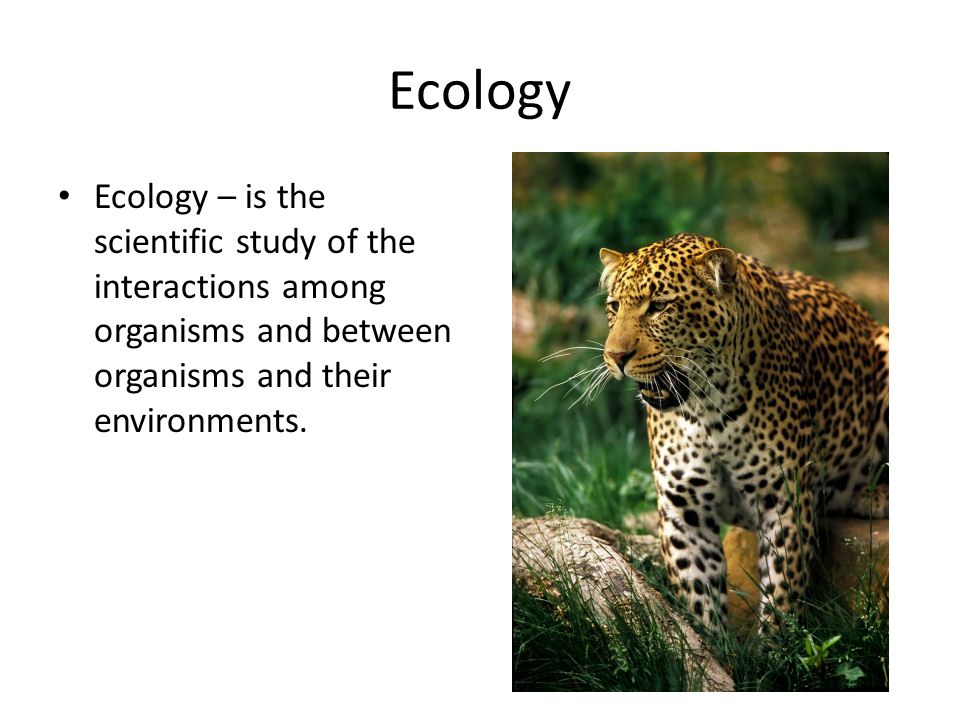 Ecology Ecology – is the scientific study of the interactions among organisms and between organisms and their environments.