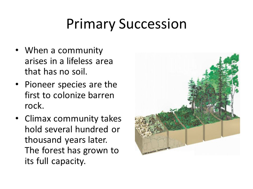 Primary Succession When a community arises in a lifeless area that has no soil. Pioneer species are the first to colonize barren rock.