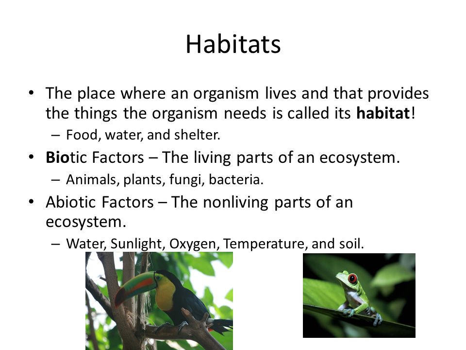 Habitats The place where an organism lives and that provides the things the organism needs is called its habitat!