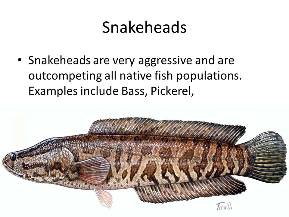 Snakeheads Snakeheads are very aggressive and are outcompeting all native fish populations.