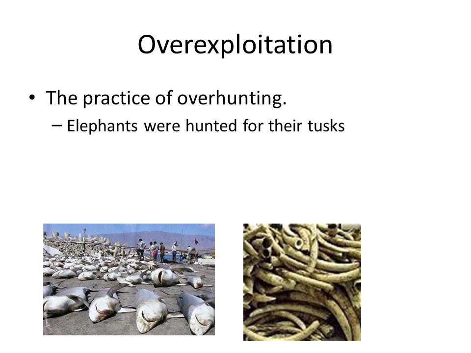 Overexploitation The practice of overhunting.