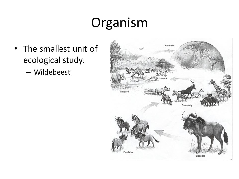 Organism The smallest unit of ecological study. Wildebeest