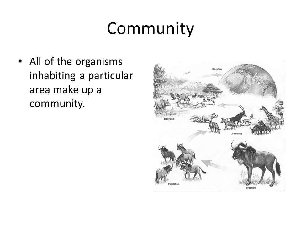 Community All of the organisms inhabiting a particular area make up a community.
