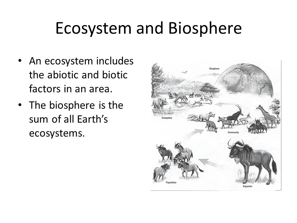 Ecosystem and Biosphere