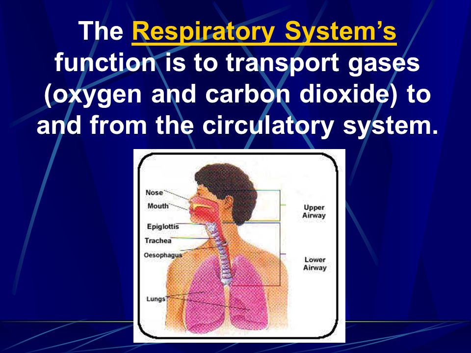 The Respiratory System’s function is to transport gases (oxygen and carbon dioxide) to and from the circulatory system.