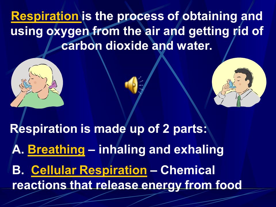 Respiration is the process of obtaining and using oxygen from the air and getting rid of carbon dioxide and water.