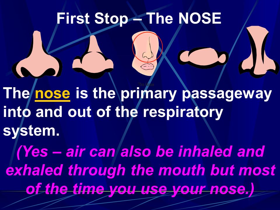 First Stop – The NOSE The nose is the primary passageway into and out of the respiratory system.