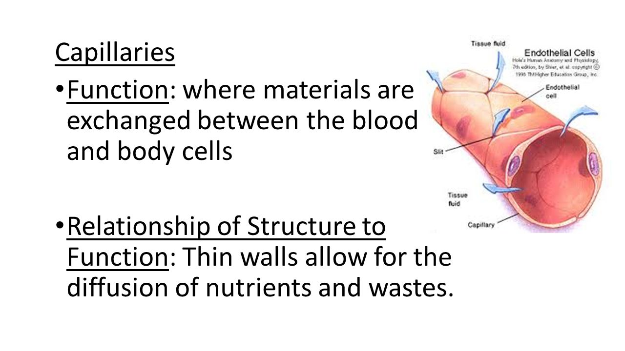 Capillaries Function: where materials are exchanged between the blood and body cells.