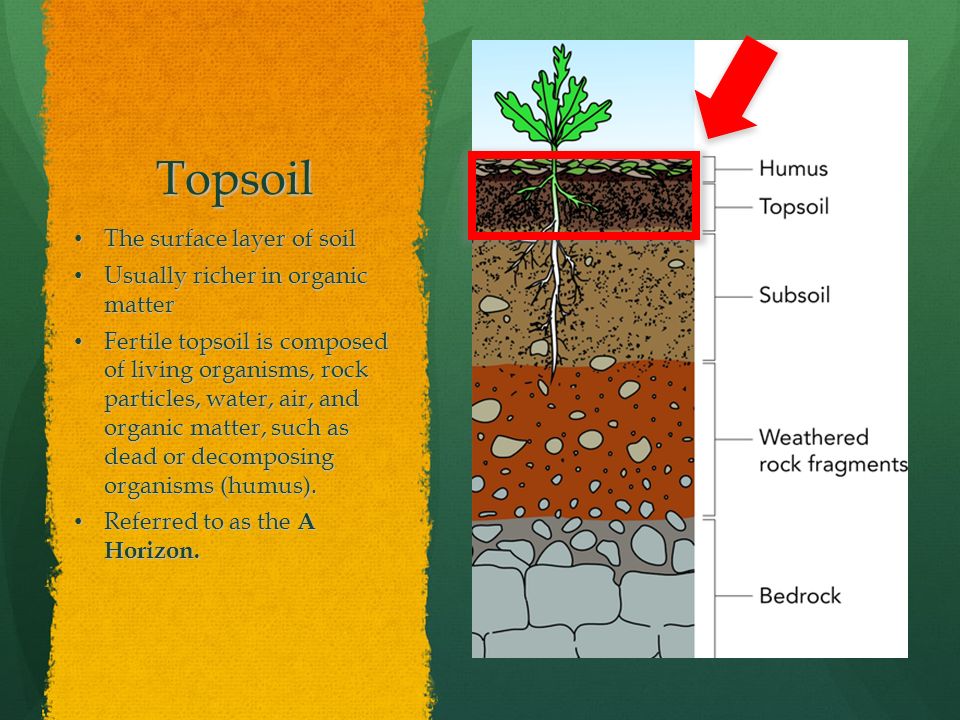 Topsoil The surface layer of soil Usually richer in organic matter
