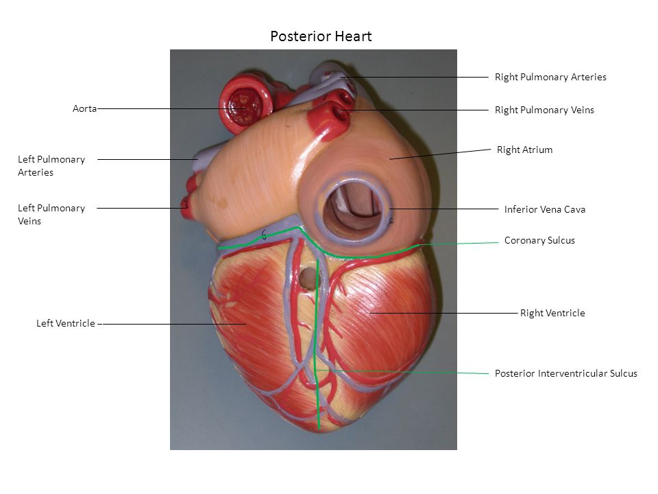 Posterior Heart Right Pulmonary Arteries Aorta Right Pulmonary Veins