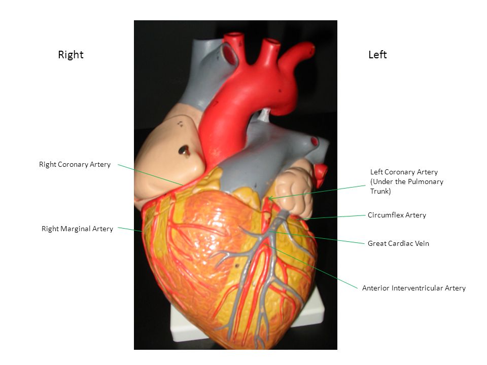 Right Left Right Coronary Artery