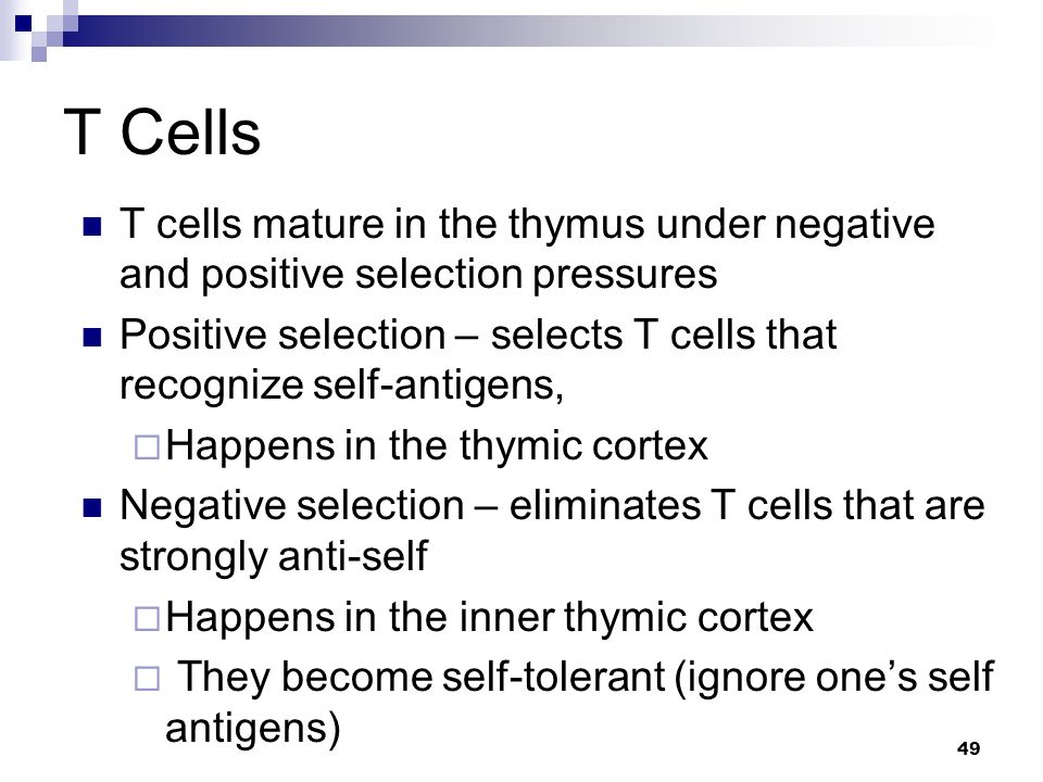 T Cells T cells mature in the thymus under negative and positive selection pressures.