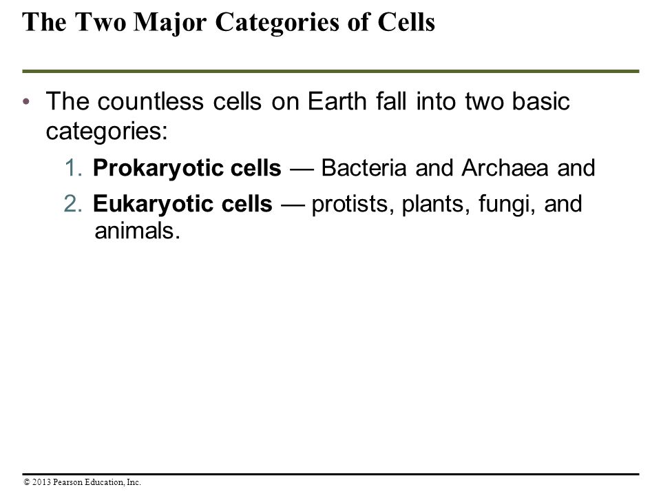 The Two Major Categories of Cells