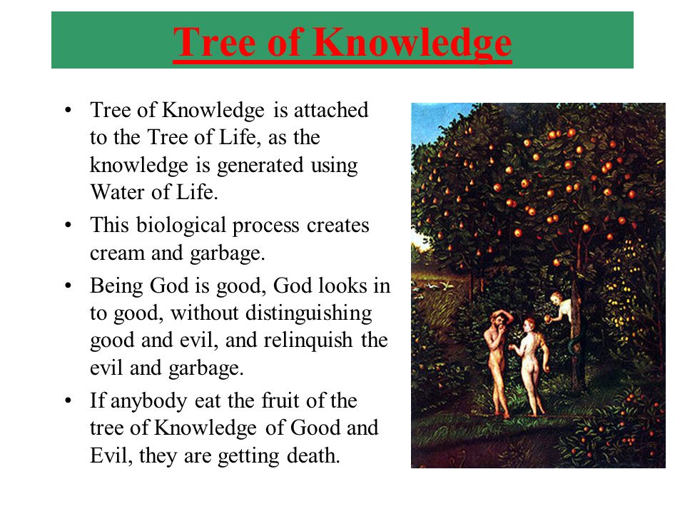 Tree of Knowledge Tree of Knowledge is attached to the Tree of Life, as the knowledge is generated using Water of Life.