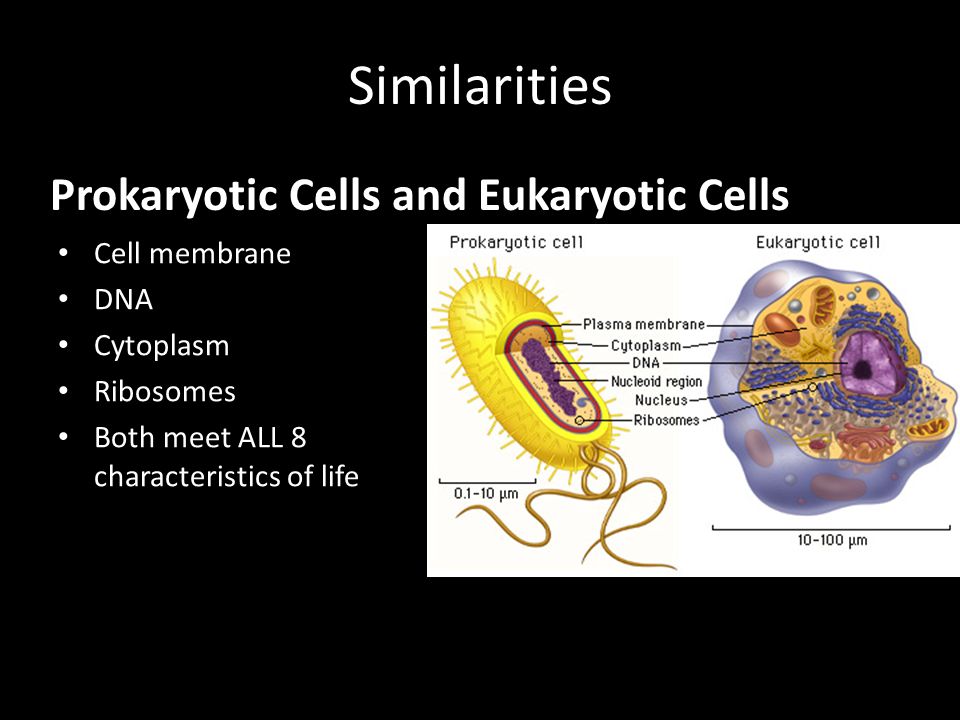 Similarities Prokaryotic Cells and Eukaryotic Cells Cell membrane DNA