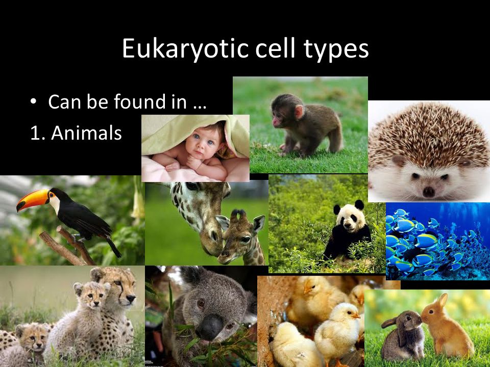 Eukaryotic cell types Can be found in … 1. Animals