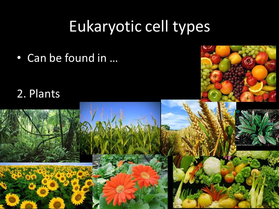 Eukaryotic cell types Can be found in … 2. Plants