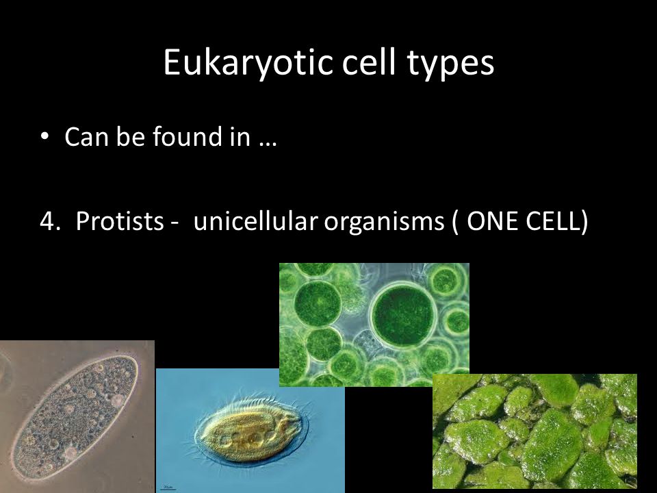 Eukaryotic cell types Can be found in …