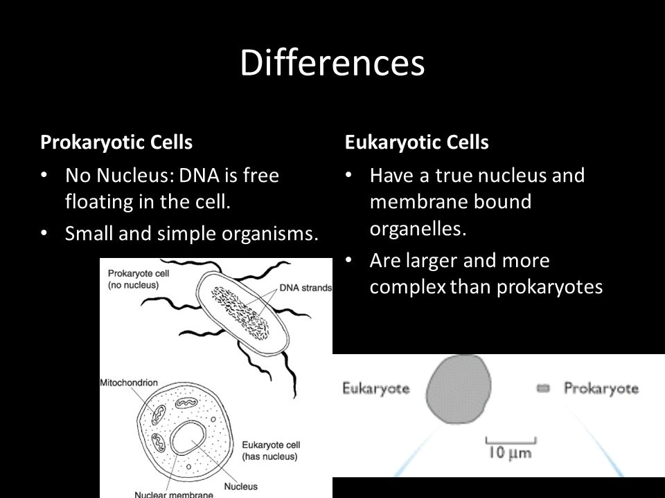 Differences Prokaryotic Cells Eukaryotic Cells
