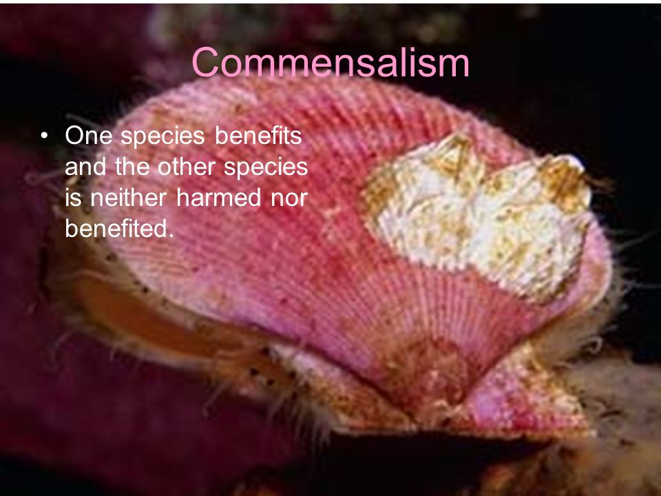 Commensalism One species benefits and the other species is neither harmed nor benefited.
