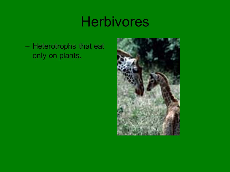 Herbivores Heterotrophs that eat only on plants.