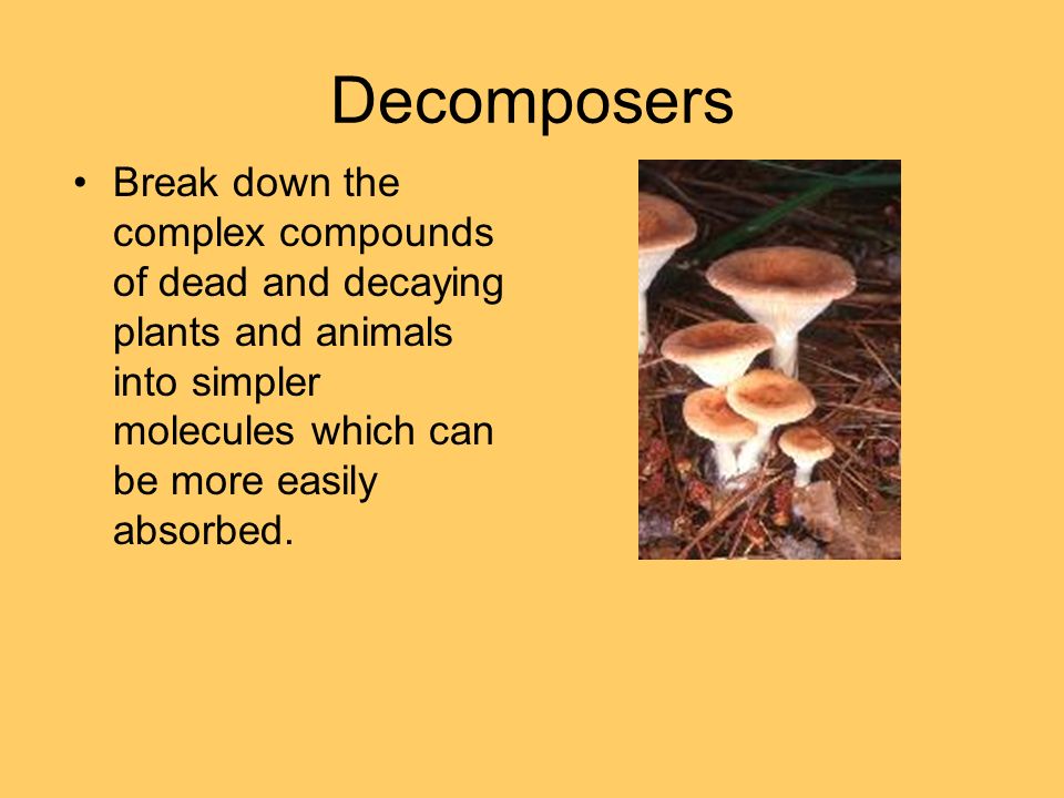 Decomposers Break down the complex compounds of dead and decaying plants and animals into simpler molecules which can be more easily absorbed.