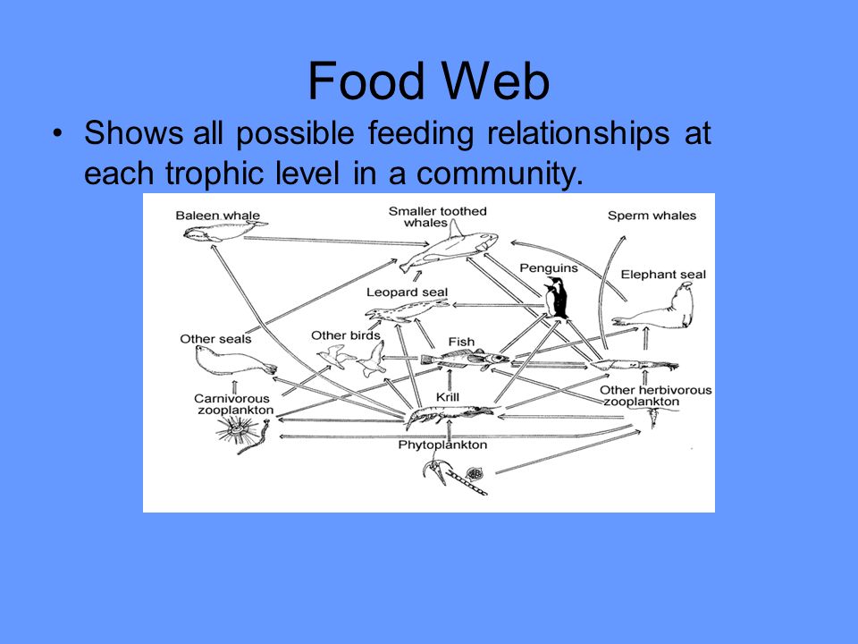 Food Web Shows all possible feeding relationships at each trophic level in a community.
