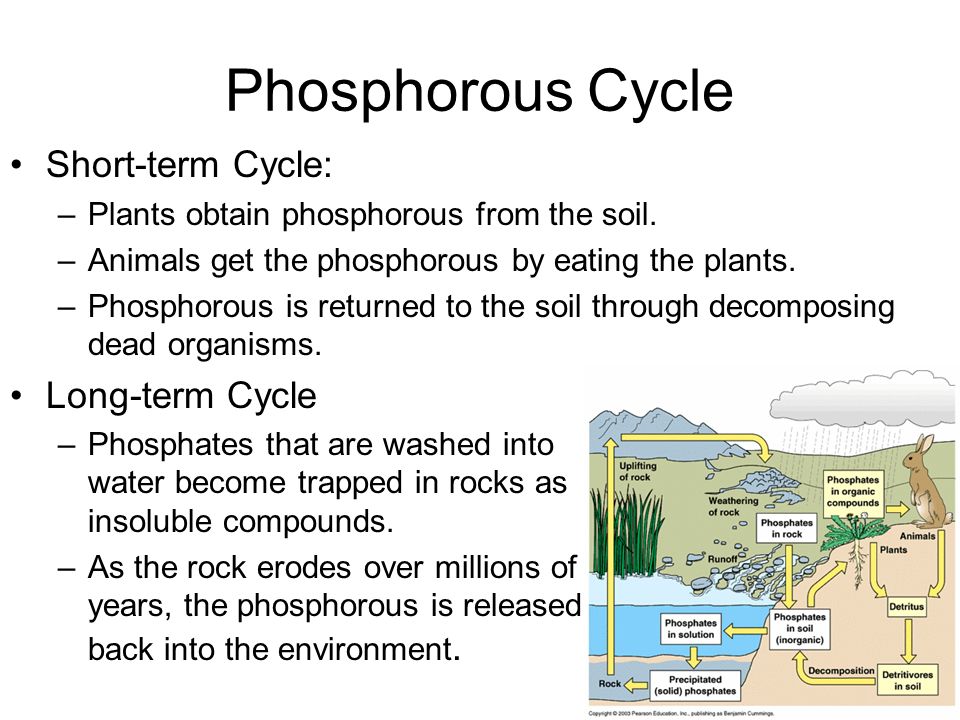 Phosphorous Cycle Short-term Cycle: Long-term Cycle