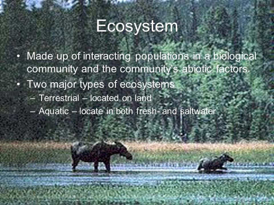 Ecosystem Made up of interacting populations in a biological community and the community’s abiotic factors.