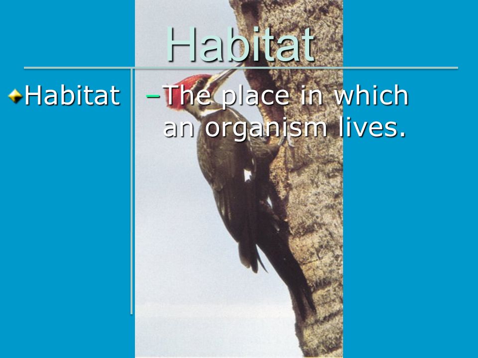 Habitat Habitat The place in which an organism lives.