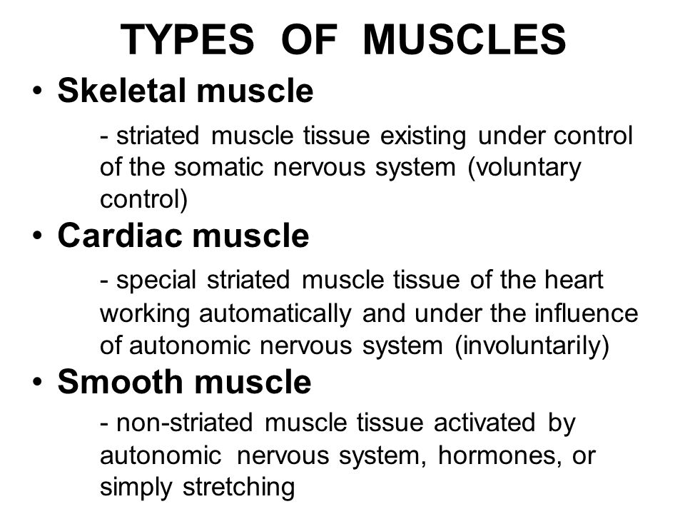 of muscles skeletal muscle cardiac muscle - striated muscle