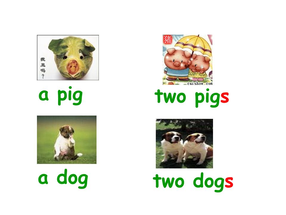 a pig two pigs a dog two dogs