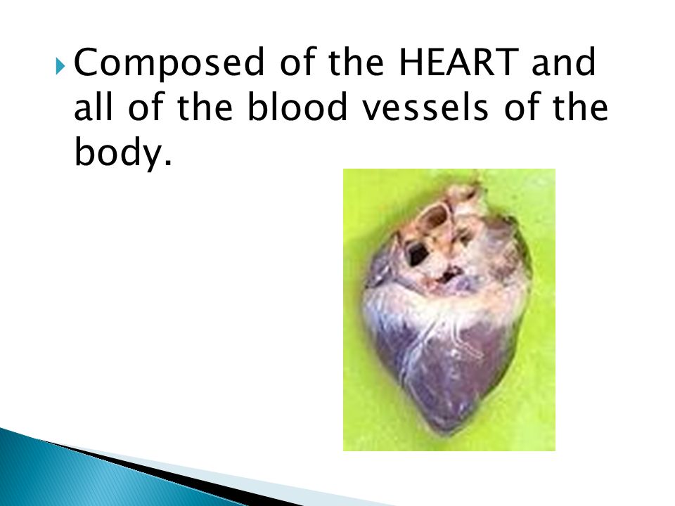 Composed of the HEART and all of the blood vessels of the body.