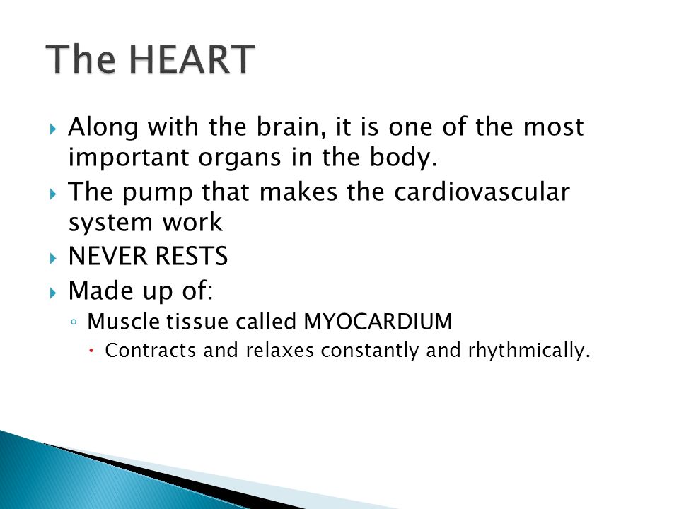 The HEART Along with the brain, it is one of the most important organs in the body. The pump that makes the cardiovascular system work.