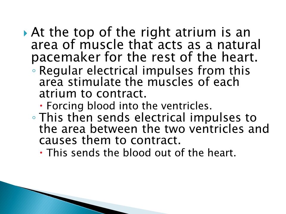 At the top of the right atrium is an area of muscle that acts as a natural pacemaker for the rest of the heart.