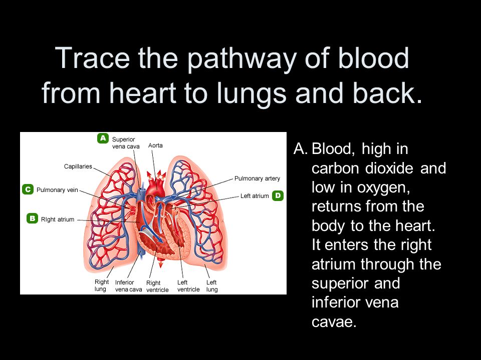 Trace the pathway of blood from heart to lungs and back.