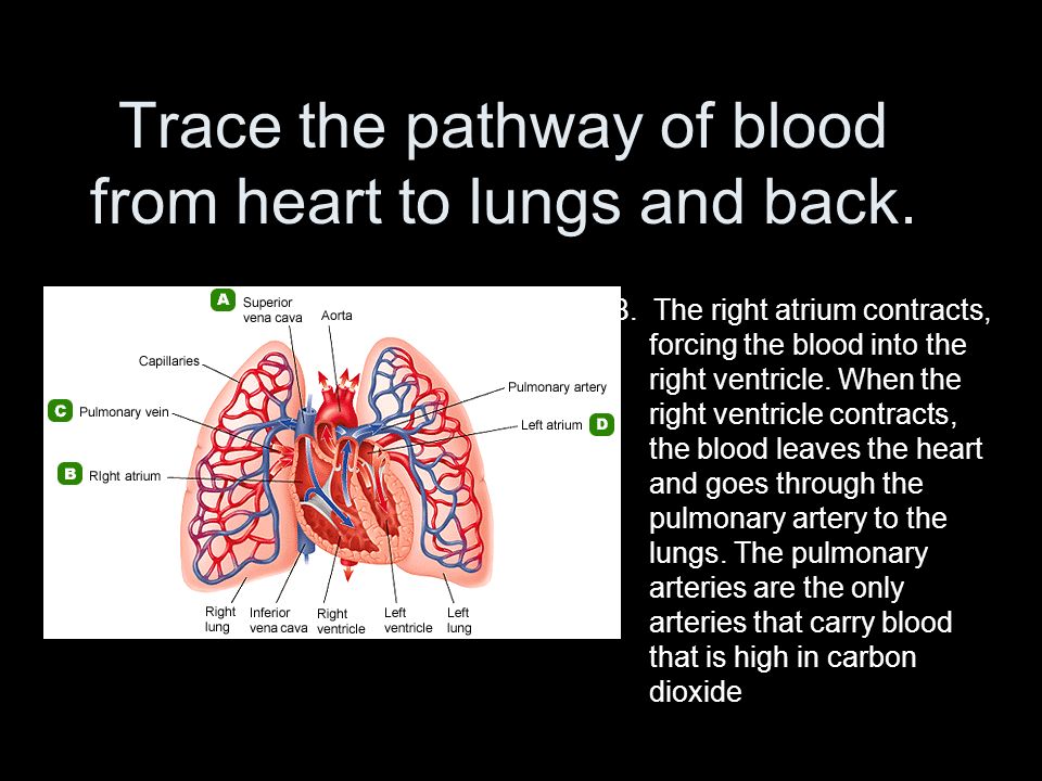 Trace the pathway of blood from heart to lungs and back.