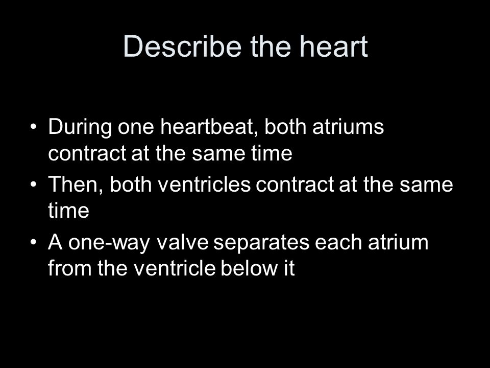 Describe the heart During one heartbeat, both atriums contract at the same time. Then, both ventricles contract at the same time.