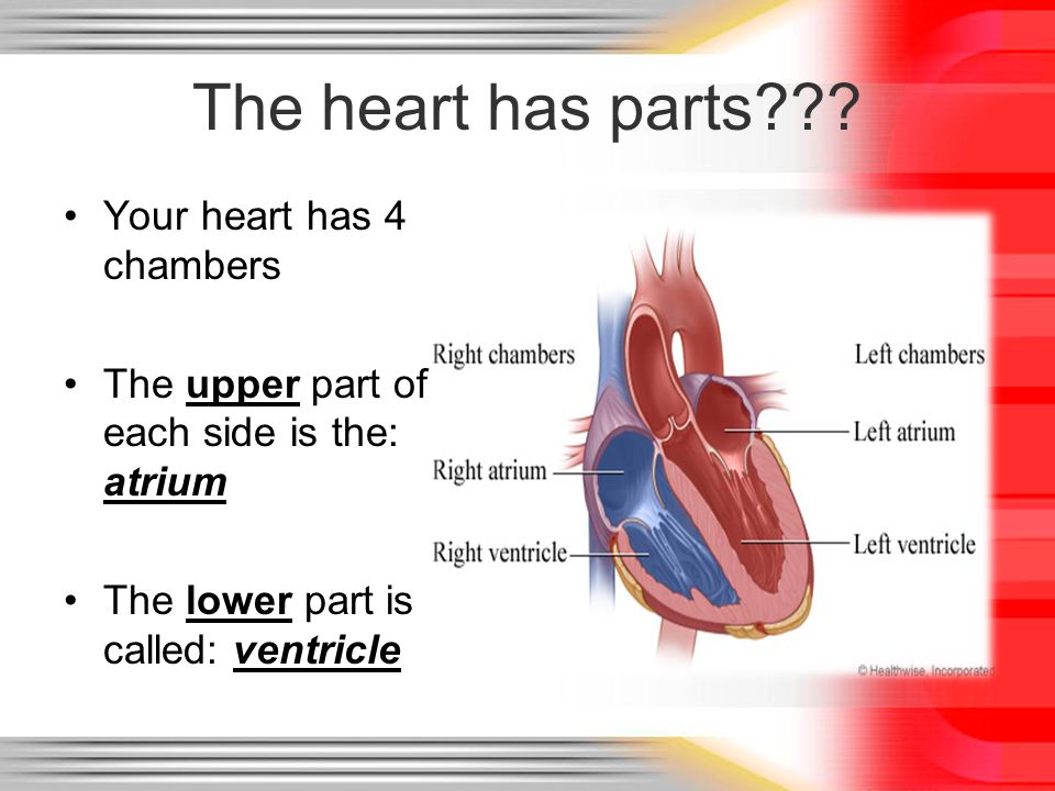 The heart has parts Your heart has 4 chambers