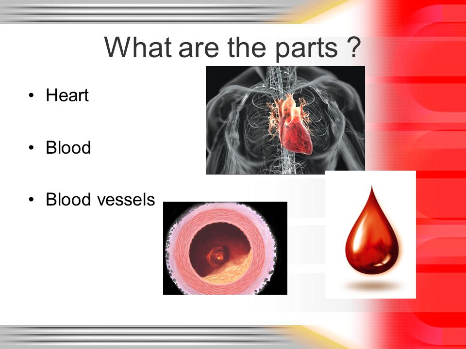 What are the parts Heart Blood Blood vessels