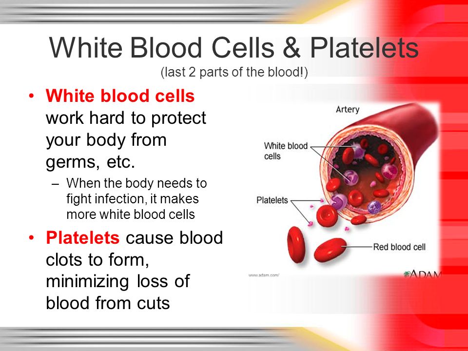 White Blood Cells & Platelets (last 2 parts of the blood!)