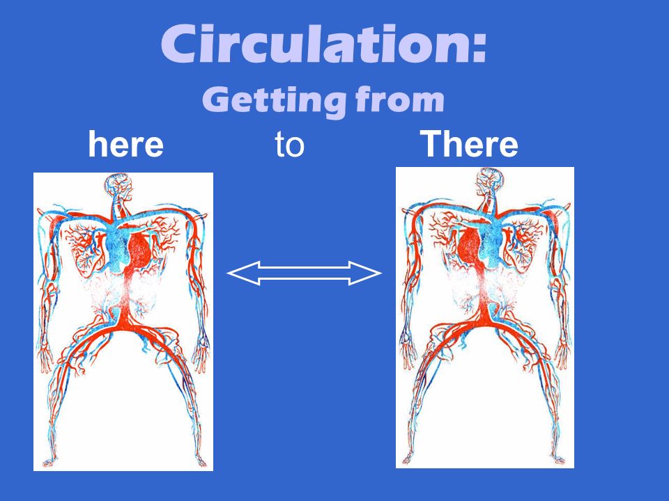 Circulation: Getting from